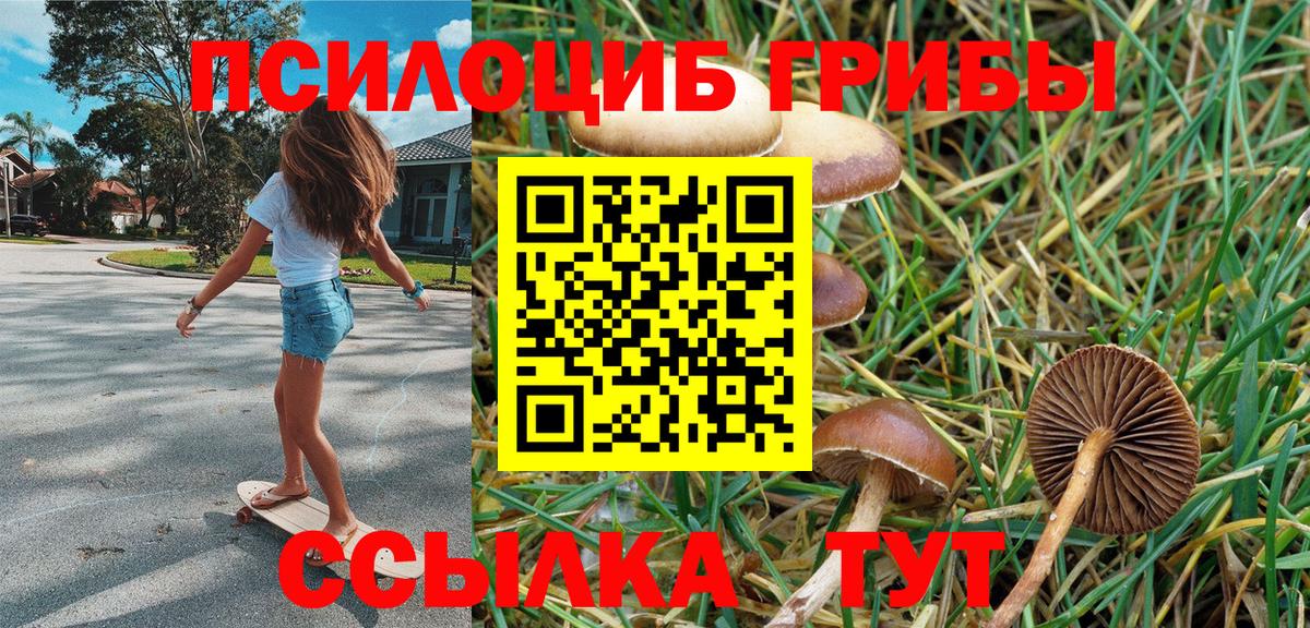 Галлюциногенные грибы Psilocybe Северск